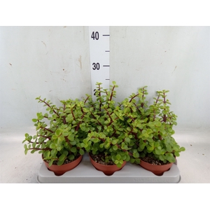 Portulacaria afra