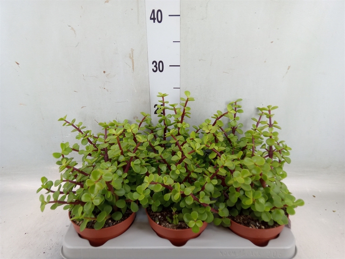 Portulacaria afra