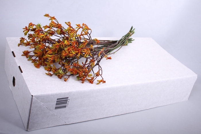 <h4>Anigozanthos Bush Sunset</h4>