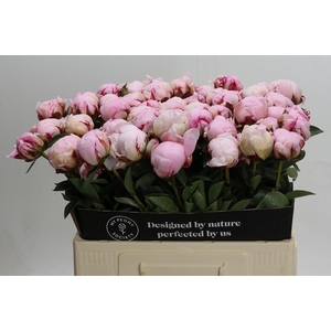 Paeonia Lact. Reine Hortense