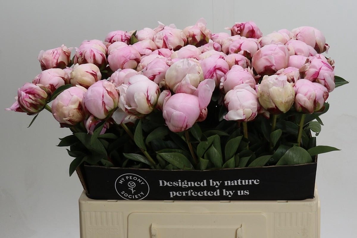 <h4>Paeonia Reine Hortense</h4>