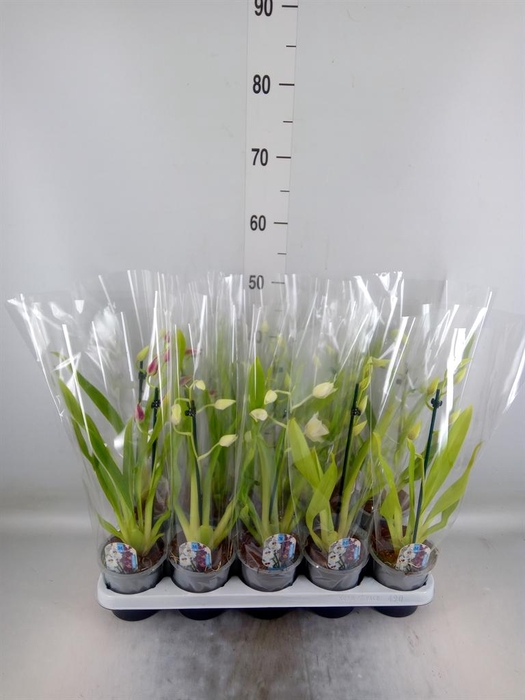 <h4>Miltoniopsis   ...</h4>