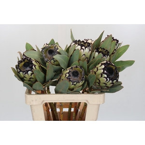 Protea Barbigera Snow Leopard