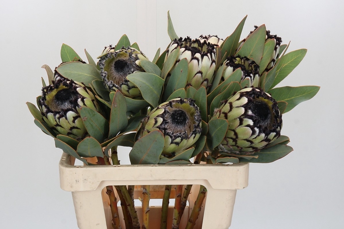 <h4>Protea Barbigera Snow Leopard</h4>