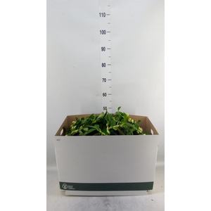 Dendrobium nob. 'StarCla Apollon'