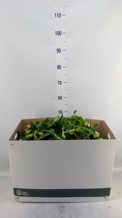 <h4>Dendrobium nob. 'StarCla Apollon'</h4>