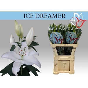 LI OR ICE DREAMER