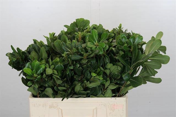 <h4>PITTOSPORUM NURIT</h4>