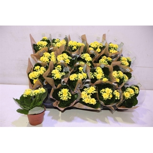 arr8 Kal Ge Amarillo Yell