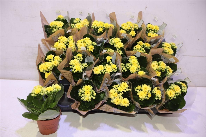 <h4>arr8 Kal Ge Amarillo Yell</h4>