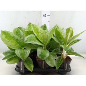Aglaonema  'Lemon Mint'