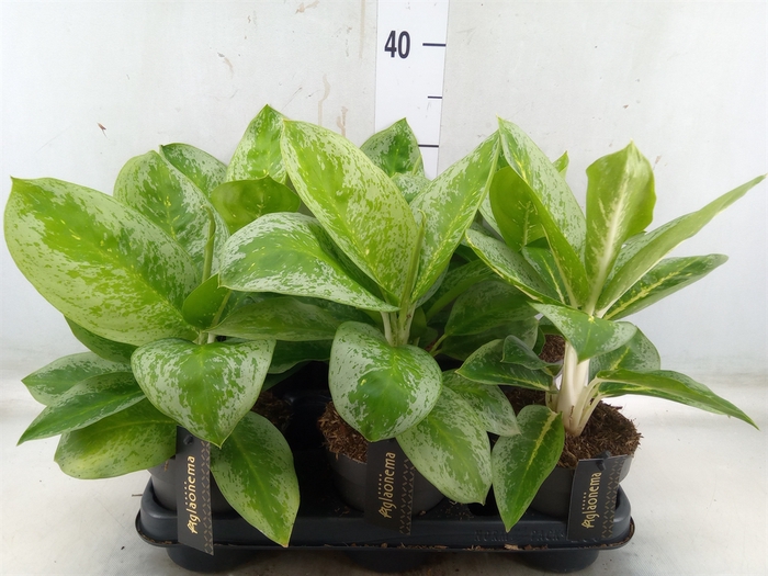 <h4>Aglaonema  'Lemon Mint'</h4>