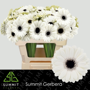 Germini Olaf Water x60