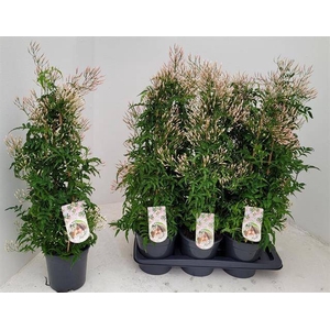 Jasminum polyanthum 17Ø 70cm 500fl