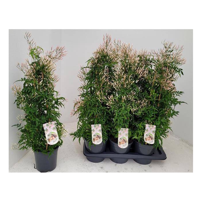 <h4>Jasminum polyanthum 17Ø 70cm 500fl</h4>