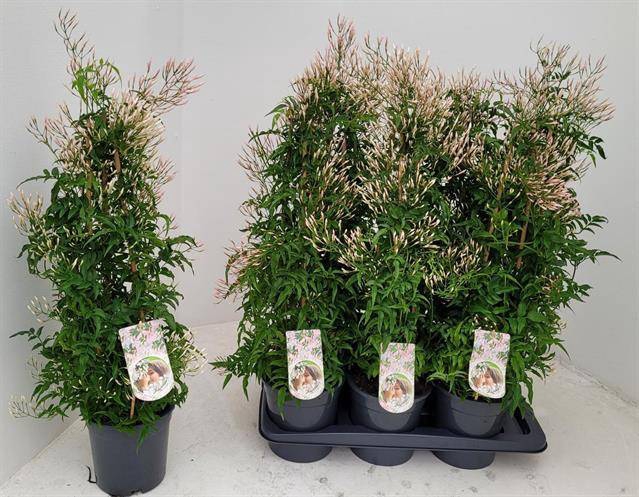Jasminum polyanthum 17Ø 70cm 500fl