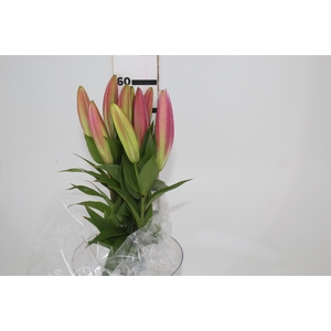 LIRIO TABLEDANCE 060 CM HT MIN 2 FLS PINK