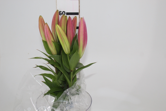 <h4>LIRIO TABLEDANCE 060 CM HT MIN 2 FLS PINK</h4>
