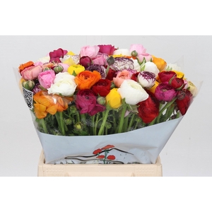 Ranunculus Elegance Mix Rainbow (min 20 buckets)