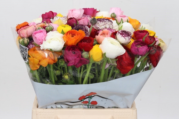 Ranunculus Elegance Mix Rainbow (min 20 buckets)