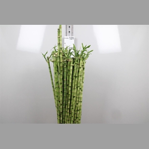 Drac Lucky Bamboo Recht 100cm