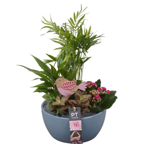 <h4>PTIB6527 Arrangementen kamerplanten</h4>