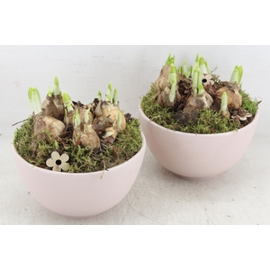 arr4 Narcis PL - Ker. Old pink potje 285/6