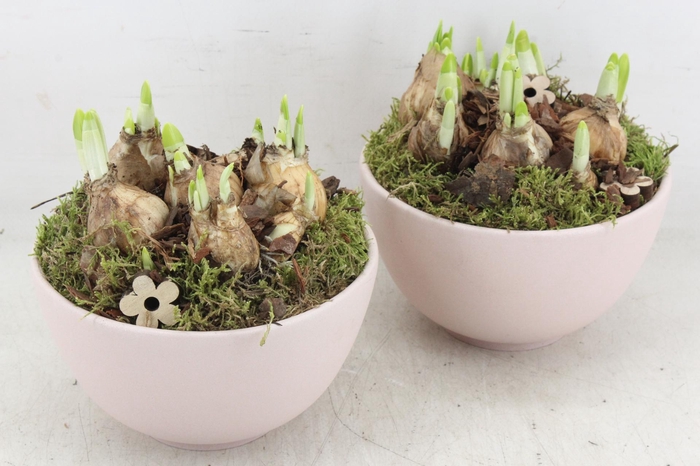 <h4>arr4 Narcis PL - Ker. Old pink potje 285/6</h4>