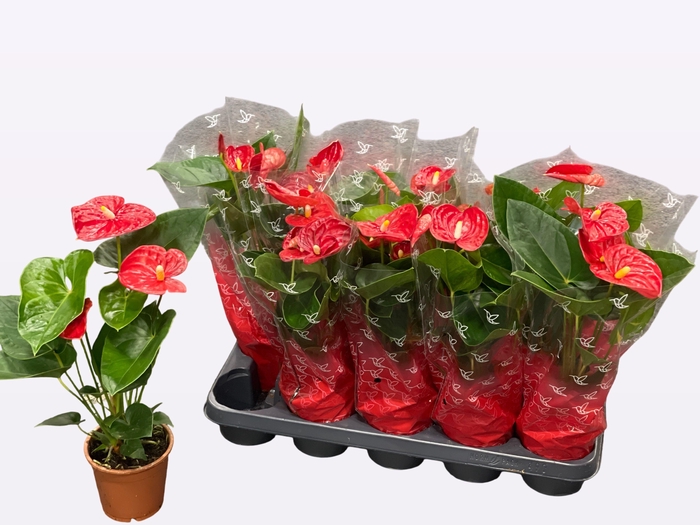 <h4>ANTHU A JAMBO RED</h4>