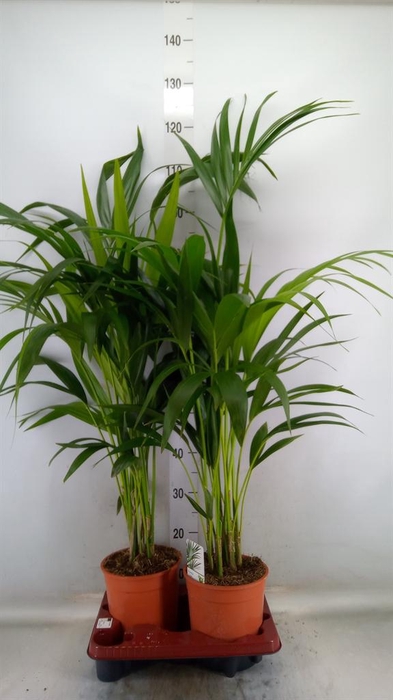 <h4>Howea forsteriana</h4>