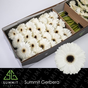 Gerbera White House Half doos