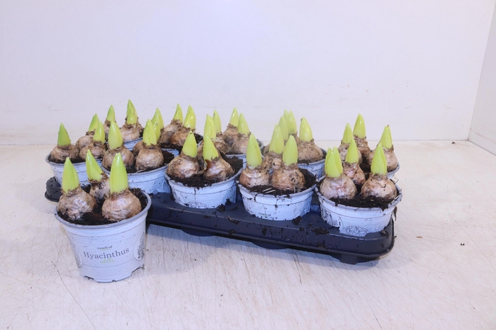 <h4>HYACIN WHITE PEARL</h4>