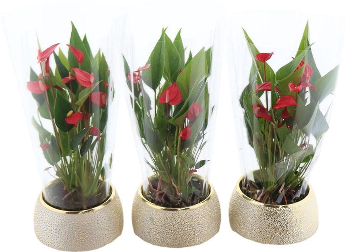 <h4>Anthu An Million Flowers Red Keramiek Bubbly Gold</h4>