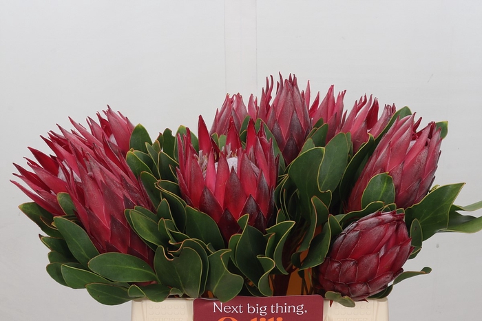 <h4>Protea Cynaroides Madiba</h4>