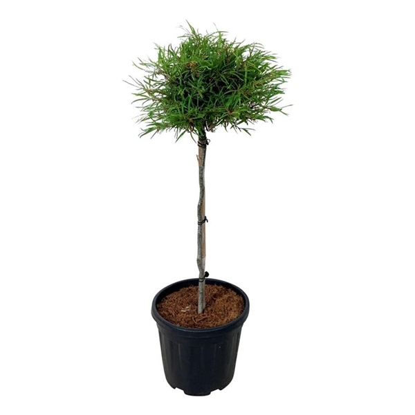 <h4>Fagus syl. 'Mercedes'</h4>