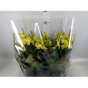 Phalaenopsis multi. 'Ant Albenga'