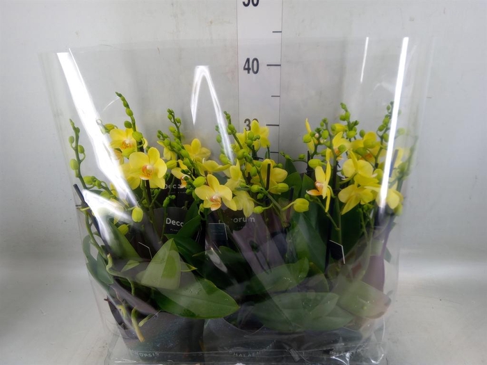 <h4>Phalaenopsis multi. 'Ant Albenga'</h4>