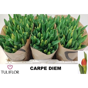 TU EN CARPE DIEM