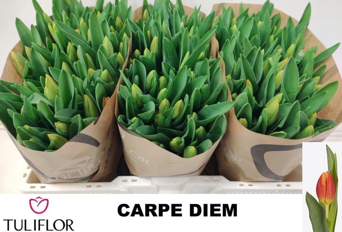 <h4>TU EN CARPE DIEM</h4>