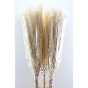 Dried Cortaderia Dadang Bleached 140cm P Stem