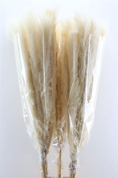 Dried Cortaderia Dadang Bleached 140cm P Stem