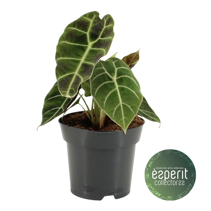<h4>Alocasia Watsoniana</h4>