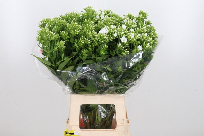 <h4>Phlox P Whitecap</h4>