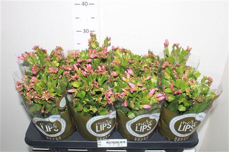 <h4>Schlumb Ov 55+</h4>