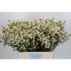 Chamelaucium Ivory Pearl