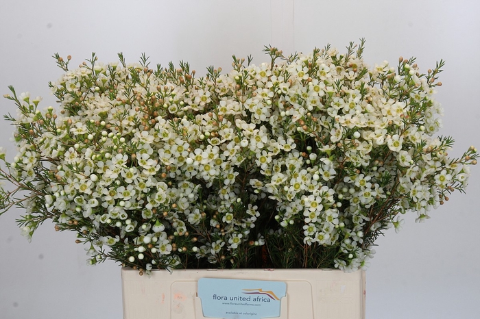 <h4>Chamelaucium Ivory Pearl</h4>