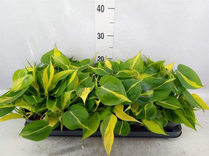 <h4>Philodendron scand. 'Brasil'</h4>