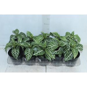 APHELANDRA P12 SEM FLOR