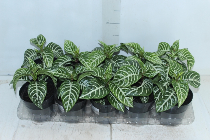 <h4>APHELANDRA P12 SEM FLOR</h4>