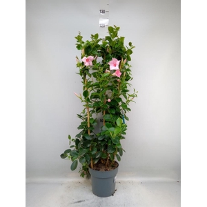 Mandevilla am. 'Sundav Cream Pink'
